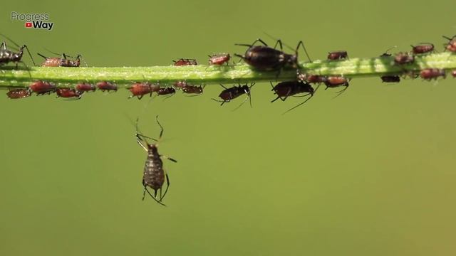 От Этого Тля и Трипсы Погибают Сразу и Навсегда! смотреть онлайн