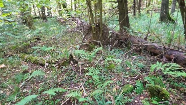 Удачная поездка за опятами на запад Подмосковья.