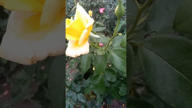 Беролина смотреть онлайн