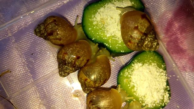 Новости о улитятах!!! Советую посмотреть