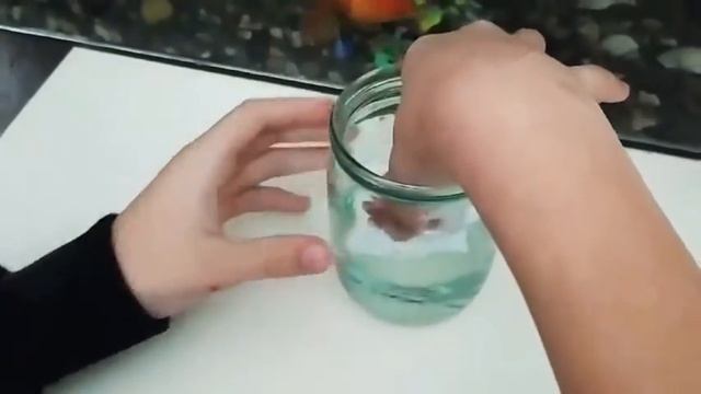 Как сохранить икру ампулярии