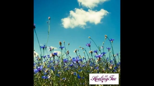 Даосские практики для женщин « Соединение со своим центром силы» Елена Фоеммель смотреть онлайн