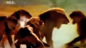 Два льва напали на прайд другова льва и захватили его. Резултат просто шакирует