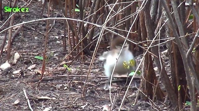 Большой крохаль. Спасаем выводок смотреть онлайн