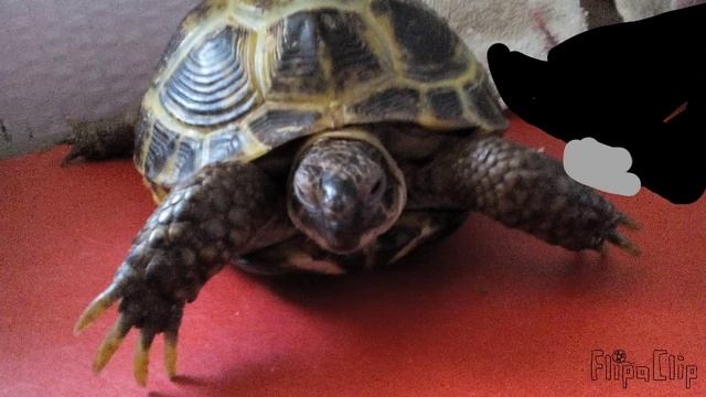 уход за черепаха аними смотреть онлайн