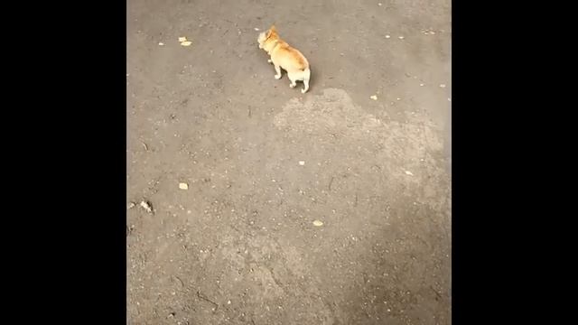 Рассказ про домашнего питомца)?? смотреть онлайн