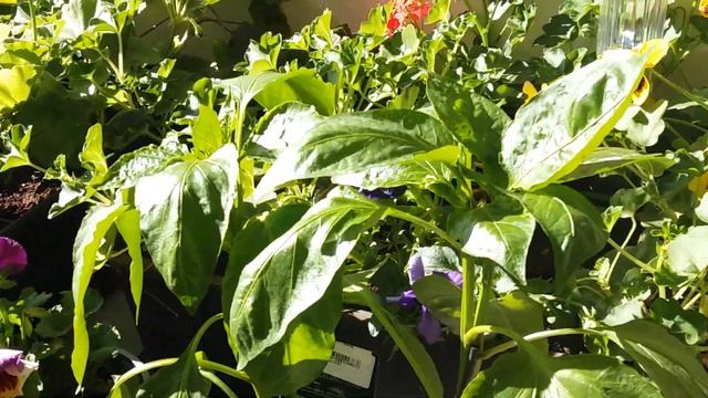 Самый жаркий День сегодня в последний День Весны, 31 мая 2021 года. смотреть онлайн