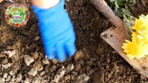 Как сажать крупноцветковые хризантемы. Посадка хризантемы осенью. Чем полить и подкормить корешок?