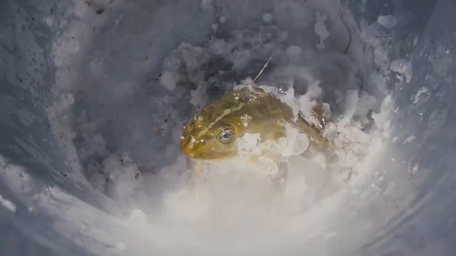 Что если ЛЯГУШКУ ОПУСТИТЬ в ЖИДКИЙ АЗОТ 