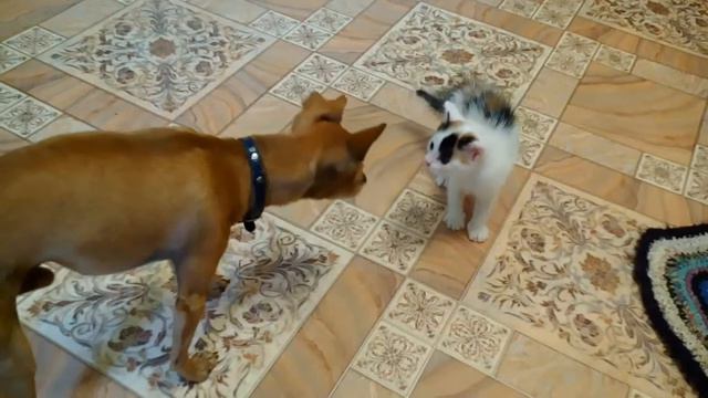 Просто смеюсь, смотреть всем\\Собака проти котенка(Джуди и Персик)\\ смотреть онлайн