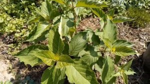 ❗️?Гортензия метельчатая  сворачивает лист.Подскажите в чем дело?#гортензии #гортензииметельчатые