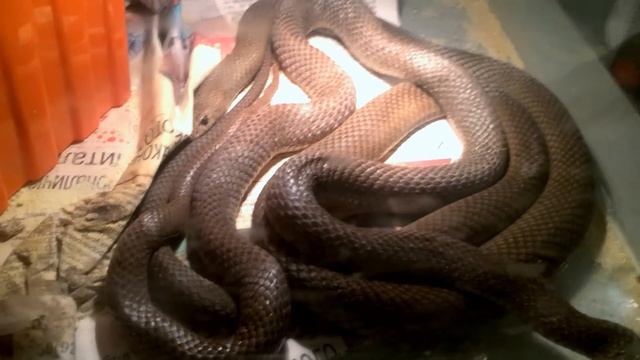 Ухаживание самца коричневой змеи за самкой смотреть онлайн