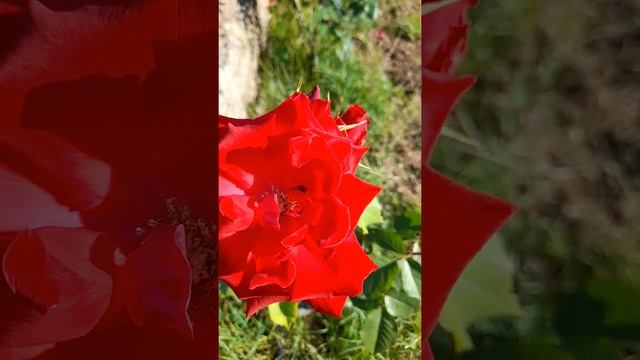 Целый день на даче!Чихуахуа Пулька, шотландская кошка Буня и шиншилла Боцман. 19.06.2022. смотреть онлайн