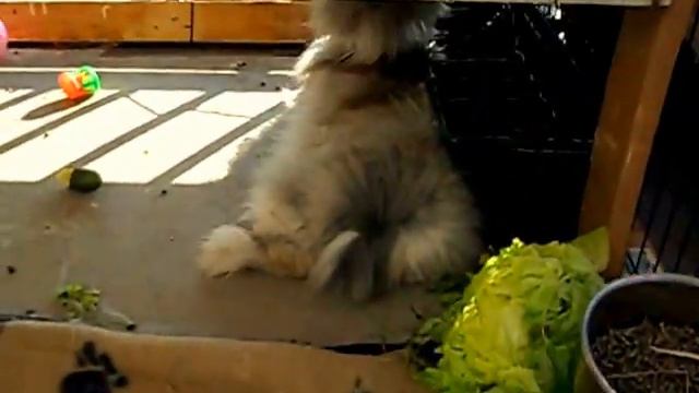 Кролики на балконе - под вентилятором. Rabbits In The Summer 2015