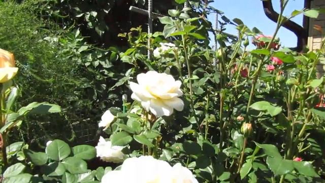 Мой Розовый Сад 2021г. Крокус Роуз ; Розариум Ютерсен. Лето.Начало цветения. смотреть онлайн