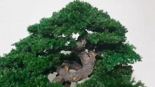 Bonsai tree. Artificial trunk 19,7" (50 cm) Preserved natural juniper and moss. смотреть онлайн