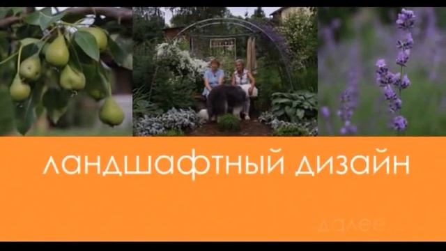 Частный сад Ирины Пыжиковой под Петербургом. Как вырастить неукрывной, малоуходный сад пенсионеру. смотреть онлайн