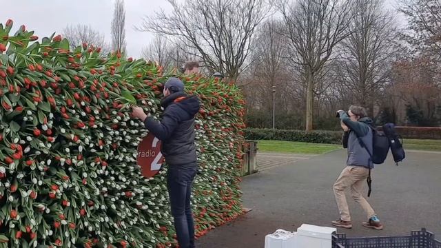 Начало сезона тюльпанов, Фландрия