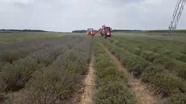 Косене на лавандула / lavender harvester смотреть онлайн
