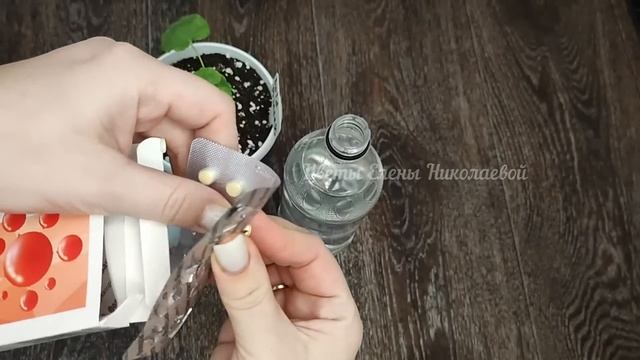 Внеси в ГЕРАНЬ (Пеларгонию) после ОБРЕЗКИ и она вмиг позеленеет распушиться и пойдет в активный рос смотреть онлайн