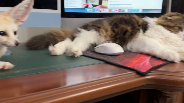 Lisa Tiffany begs for someone to scratch her ears смотреть онлайн