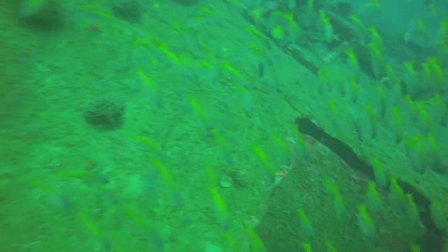Subic Bay Wreck Diving / Дайвинг в Субик Бэй, Филиппины смотреть онлайн