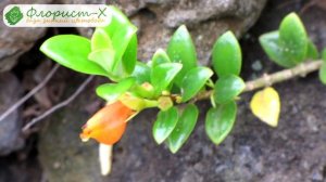 ? Цветок нематантус – уход в домашних условиях, виды и размножение гипоцирты