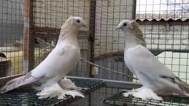 голуби смотреть онлайн