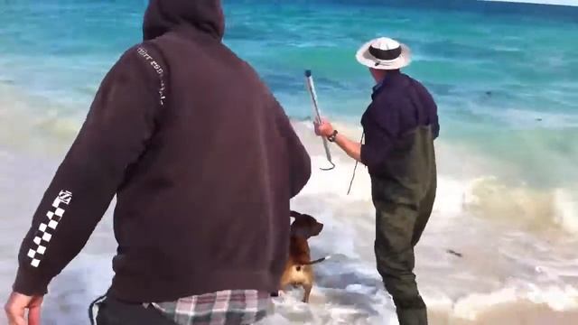 Rays sambo caught off the beach at jurien bay 2012 смотреть онлайн