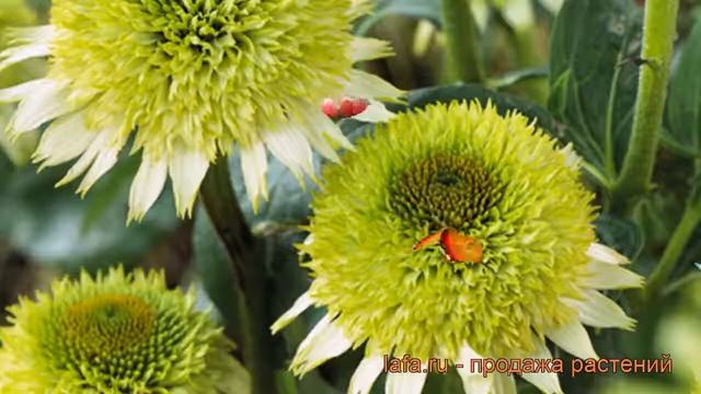 Эхинацея пурпурная Гринлайн (echinacea purpurea) ? обзор: как сажать, рассада эхинацеи Гринлайн смотреть онлайн