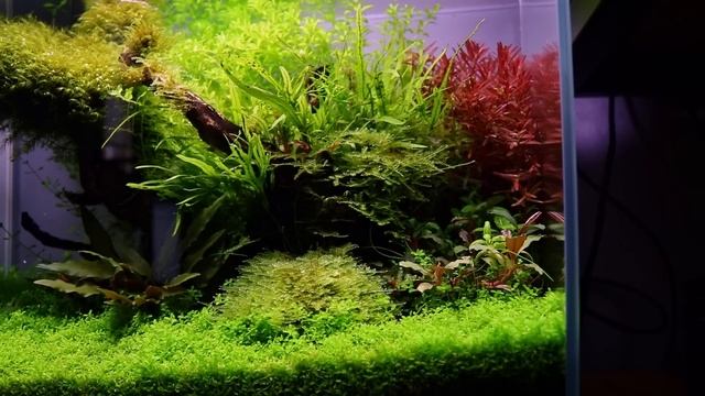 HOW TO HAVE AN ALGAE FREE AQUARIUM смотреть онлайн