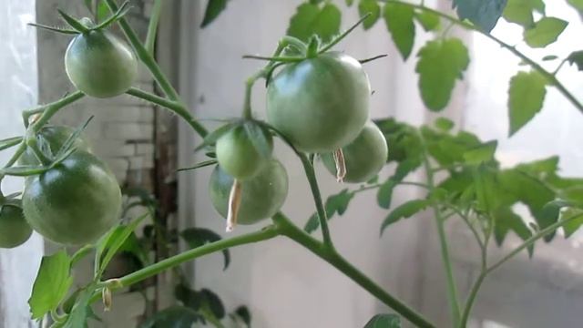 Африканский помидор смотреть онлайн