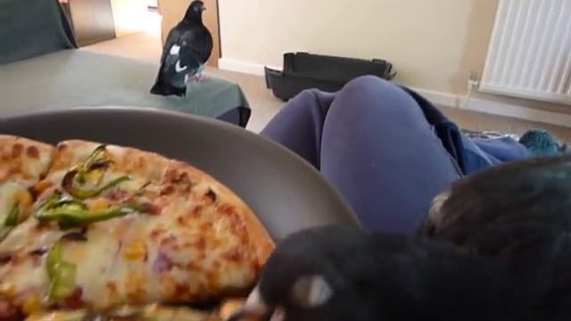 Pet pigeon (Georgie) trying to steal my pizza смотреть онлайн