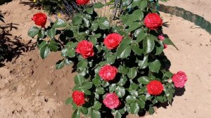 Роза Травиата, чайно-гибридная,  Мейян 1998г.