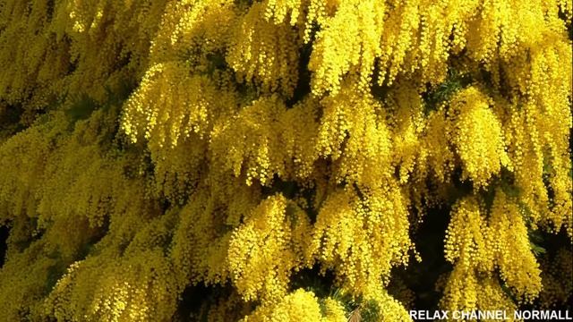 Мимоза - релакс видео HD. Mimosa - Relaxing Video HD