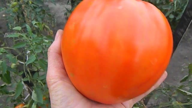 Томат Польская слива тетушки Сварло. Созревание. смотреть онлайн