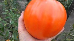 Томат Польская слива тетушки Сварло. Созревание.