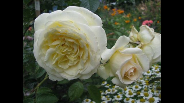 Elfe Rose смотреть онлайн