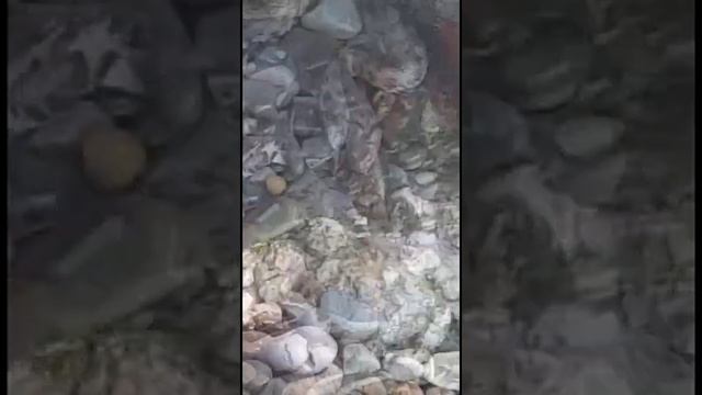 Змея поймала рыбу в море и съела её прямо на пляже. Хоста (Сочи). Август 2019 смотреть онлайн