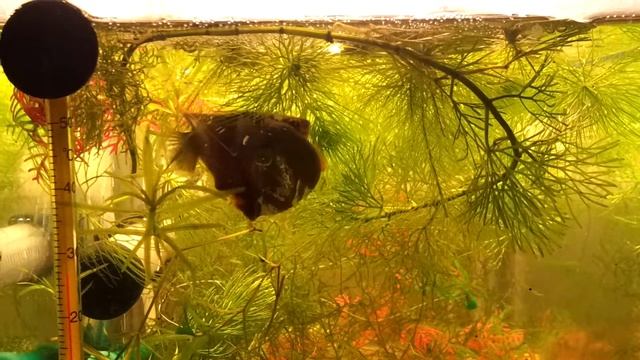 нерест медового гурами HD смотреть онлайн