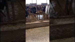 Экскурсия на ферму Эконива в Воронежской области. Теперь я по-другому смотрю на молочку!