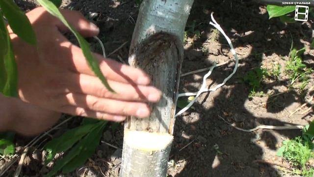 ОБРЕЗКА ЯБЛОНИ. ЛУЧШИЕ ВРЕМЯ ДЛЯ ОБРЕЗКИ ЯБЛОНИ. ТРЕСНУЛ СТВОЛ ЯБЛОНИ, ЧТО ДЕЛАТЬ? САД (ОГОРОД) смотреть онлайн