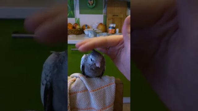Птенец кореллы безщекий перловый выкормыш смотреть онлайн