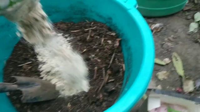 Как правильно посадить розу. Все секреты отличного роста кустов. смотреть онлайн