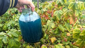 После этого средства моя смородина всегда размером с 5 рублевую монету. Применяю осенью.