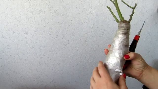 #купитьсаженцыроз #cvetbel #саженцыроз Саженцы роз из интернет-магазина CVETBEL