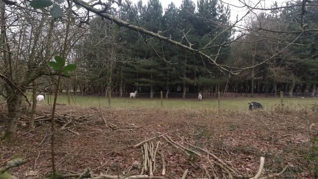 What's the BEST Solution for Spiky Trees. A Woodland Vlog 7 2023 смотреть онлайн