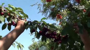 Черешня в Средней полосе. Сайт "Садовый мир"