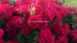 ЛУЧШИЕ СОРТА ПЛЕТИСТЫХ РОЗ / ФЛАМЕНТАНЦ / ч.1