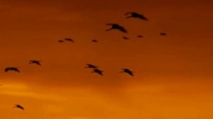 Здесь под небом чужим.